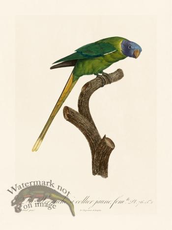 Barraband Parrot 076